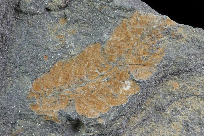 Ordovician Soft-Bodied Fossil (Duslia?) - Morocco #80259